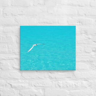 canvas-in-16x20-front-6901a7541c193.jpg Canvas birds of the world Sea Gull 0004 16″×20″