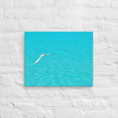 canvas-in-16x20-front-6901a7541c193.jpg Canvas birds of the world Sea Gull 0004 16″×20″