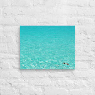 canvas-in-16x20-front-6901a7a6c7542.jpg Canvas birds of the world Sea Gull 0005 16″×20″