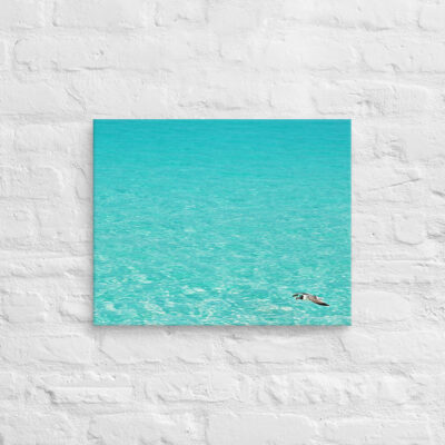 canvas-in-16x20-front-6901a7a6c7542.jpg Canvas birds of the world Sea Gull 0005 16″×20″