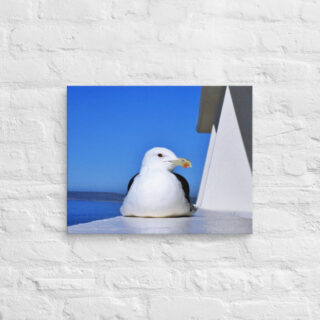 canvas-in-16x20-front-6901a7f4a9000.jpg Canvas birds of the world Sea Gull 0006 16″×20″