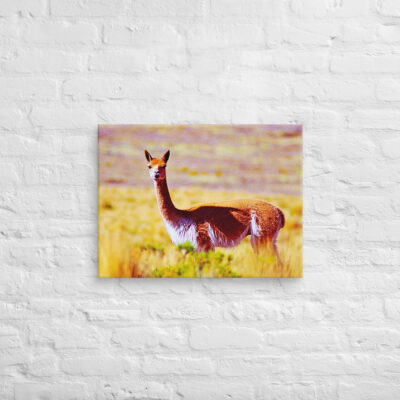 Canvas Vicuna 0002 18″×24″