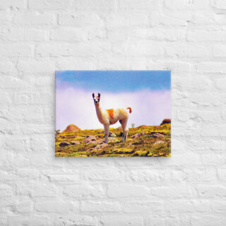 canvas-in-18x24-front-68ed695967253.jpg Canvas llama 0001 18″×24″