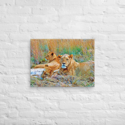 canvas-in-18x24-front-68ed79e044be8.jpg Canvas lion 0005 18″×24″