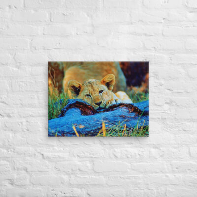 Canvas lion 0002 18″×24″