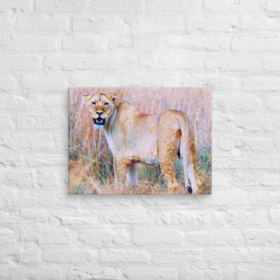 Canvas lion 0001 18″×24″