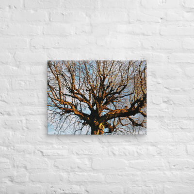 canvas-in-18x24-front-68f00d7c01167.jpg Canvas French Paris Foliage 001 18″×24″