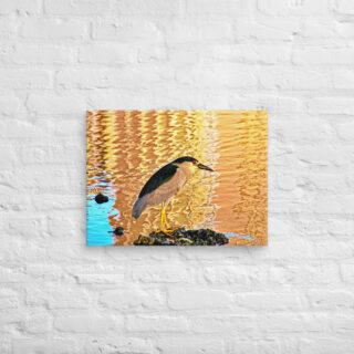 canvas-in-18x24-front-690192c5b9508.jpg Canvas birds of the world crowned Night-Heron 0002 18″×24″
