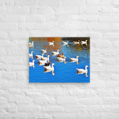 Canvas birds of the world ducks 0001 18″×24″