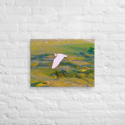 Canvas birds of the world Egret 0001 18″×24″
