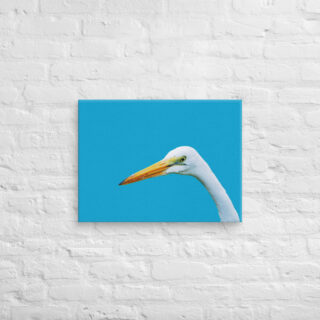 canvas-in-18x24-front-690195c1f29b7.jpg Canvas birds of the world Egret 0004 18″×24″