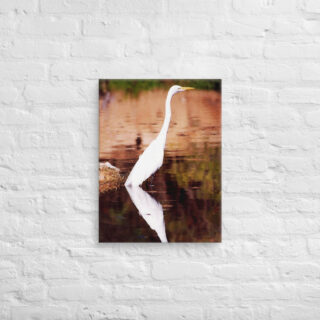 canvas-in-18x24-front-6901961ff36ae.jpg Canvas birds of the world Egret 0005 18″×24″