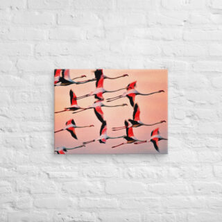 canvas-in-18x24-front-69019818976d0.jpg Canvas birds of the world Flamingo 0001 18″×24″