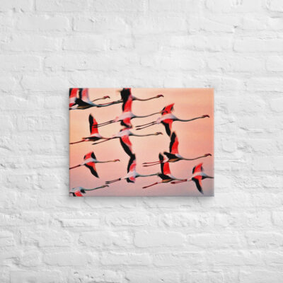 canvas-in-18x24-front-69019818976d0.jpg Canvas birds of the world Flamingo 0001 18″×24″