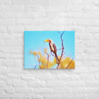 canvas-in-18x24-front-690199042a189.jpg Canvas birds of the world Yellow billed Hornbill 0001 18″×24″