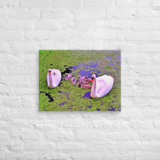 canvas-in-18x24-front-69019a307c81f.jpg Canvas birds of the world Swans 0001 18″×24″