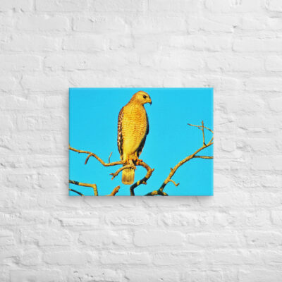 canvas-in-18x24-front-6901a148037cd.jpg Canvas birds of the world hawk 0001 18″×24″