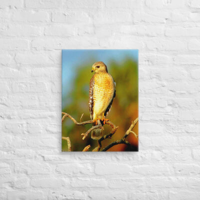 canvas-in-18x24-front-6901a1a79bf01.jpg Canvas birds of the world hawk 0002 18″×24″