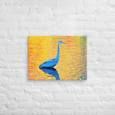 canvas-in-18x24-front-6901a2dfc81b1.jpg Canvas birds of the world Great Blue Heron 0001 18″×24″