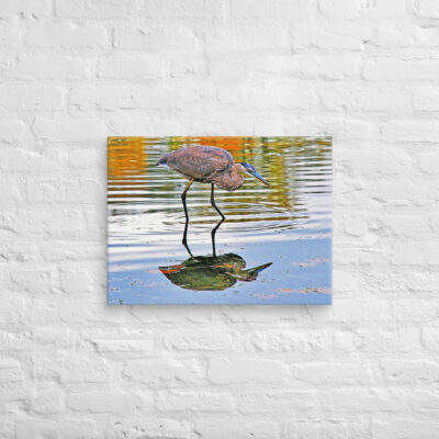 canvas-in-18x24-front-6901a328739ac.jpg Canvas birds of the world Great Blue Heron 0002 18″×24″