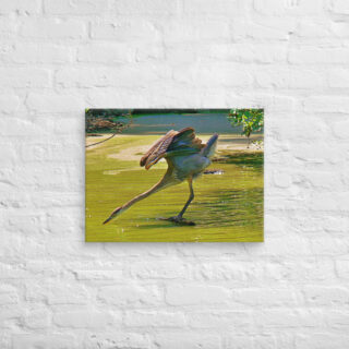 canvas-in-18x24-front-6901a37aa1214.jpg Canvas birds of the world Great Blue Heron 0003 18″×24″