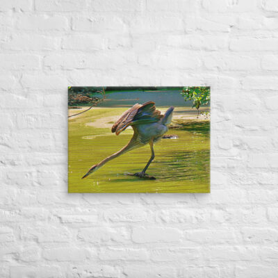 canvas-in-18x24-front-6901a37aa1214.jpg Canvas birds of the world Great Blue Heron 0003 18″×24″