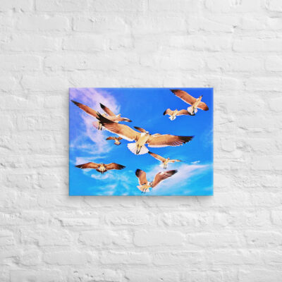 canvas-in-18x24-front-6901a591dd460.jpg Canvas birds of the world Sea Gull 0001 18″×24″