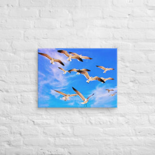 canvas-in-18x24-front-6901a660def24.jpg Canvas birds of the world Sea Gull 0002 18″×24″