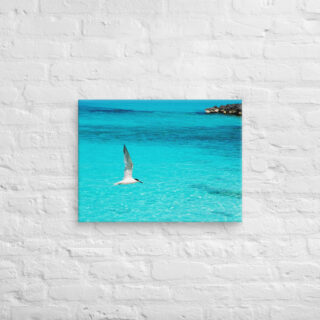 canvas-in-18x24-front-6901a72483c60.jpg Canvas birds of the world Sea Gull 0003 18″×24″
