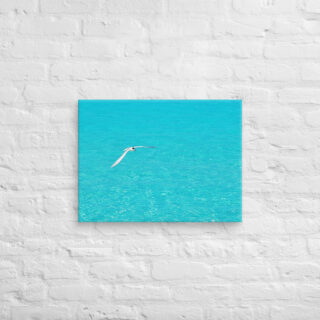 canvas-in-18x24-front-6901a76c1b2f1.jpg Canvas birds of the world Sea Gull 0004 18″×24″