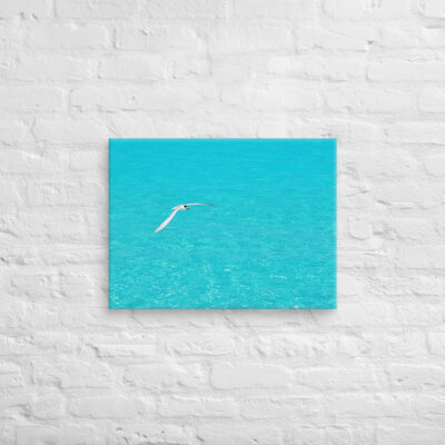 canvas-in-18x24-front-6901a76c1b2f1.jpg Canvas birds of the world Sea Gull 0004 18″×24″