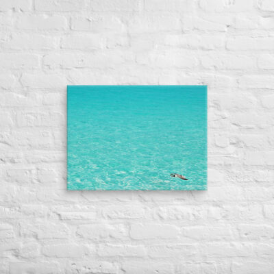 canvas-in-18x24-front-6901a7bf187c6.jpg Canvas birds of the world Sea Gull 0005 18″×24″