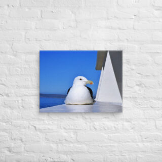 canvas-in-18x24-front-6901a8130e4bd.jpg Canvas birds of the world Sea Gull 0006 18″×24″