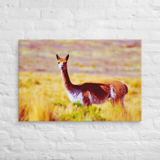 canvas-in-24x36-front-68ed643a926ea.jpg Canvas Vicuna 0002 24″×36″