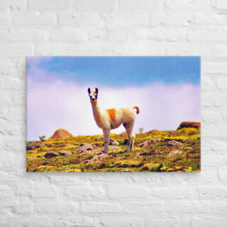 canvas-in-24x36-front-68ed68d450890.jpg Canvas llama 0001 24″×36″
