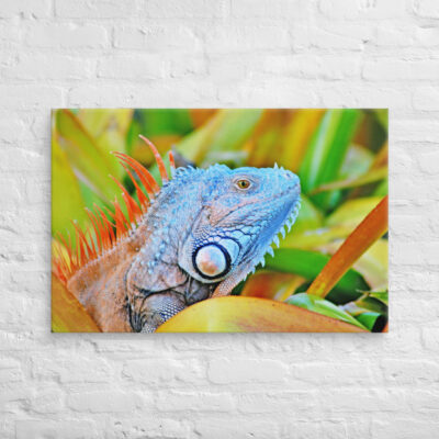 canvas-in-24x36-front-68ed6a737b17c.jpg Canvas egona 0004 24″×36″