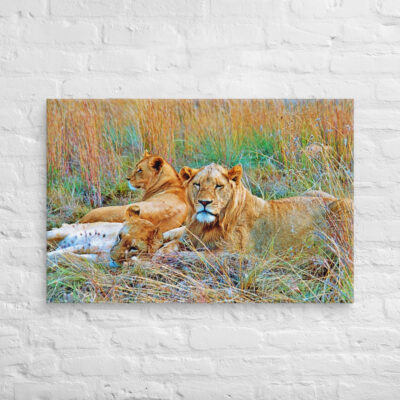 canvas-in-24x36-front-68ed799752cae.jpg Canvas lion 0005 24″×36″