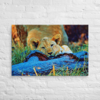 canvas-in-24x36-front-68ed7db35b026.jpg Canvas lion 0002 24″×36″