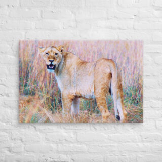 canvas-in-24x36-front-68ed807fc06b0.jpg Canvas lion 0001 24″×36″
