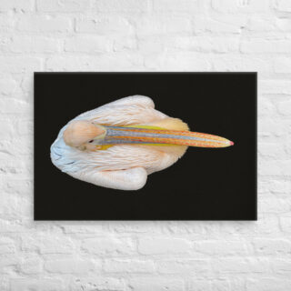canvas-in-24x36-front-68ffd8c995362.jpg Canvas birds of the world pelican 0001 24″×36″