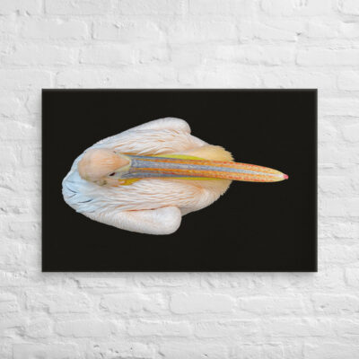 canvas-in-24x36-front-68ffd8c995362.jpg Canvas birds of the world pelican 0001 24″×36″