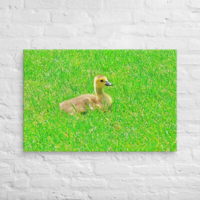 Canvas birds of the world Canada Goose 0001 24″×36″