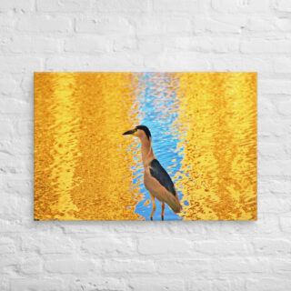 canvas-in-24x36-front-690192891b0f3.jpg Canvas birds of the world crowned Night-Heron 0001 24″×36″