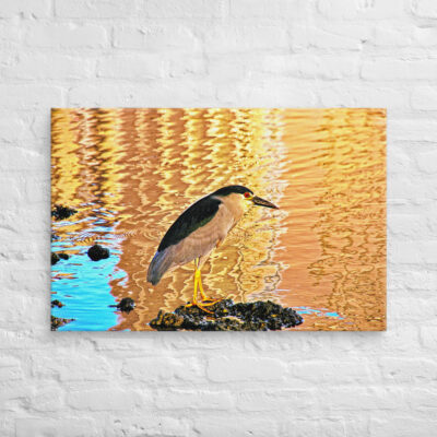 Canvas birds of the world crowned Night-Heron 0002 24″×36″