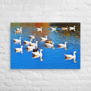 canvas-in-24x36-front-690193fd38daa.jpg Canvas birds of the world ducks 0001 24″×36″