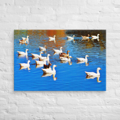 Canvas birds of the world ducks 0001 24″×36″