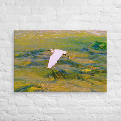 Canvas birds of the world Egret 0001 24″×36″
