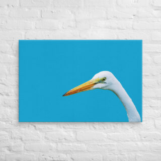 canvas-in-24x36-front-690195de84422.jpg Canvas birds of the world Egret 0004 24″×36″