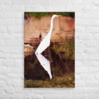 canvas-in-24x36-front-69019640dcfa7.jpg Canvas birds of the world Egret 0005 24″×36″