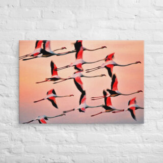 canvas-in-24x36-front-690198324e113.jpg Canvas birds of the world Flamingo 0001 24″×36″
